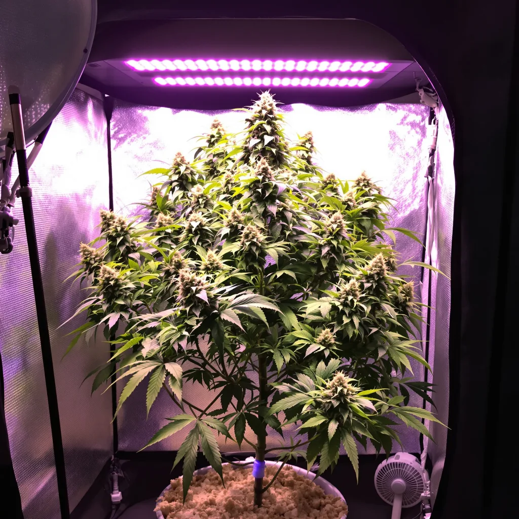 Sour Grape 58% indica / 42% sativa flower with visible trichomes