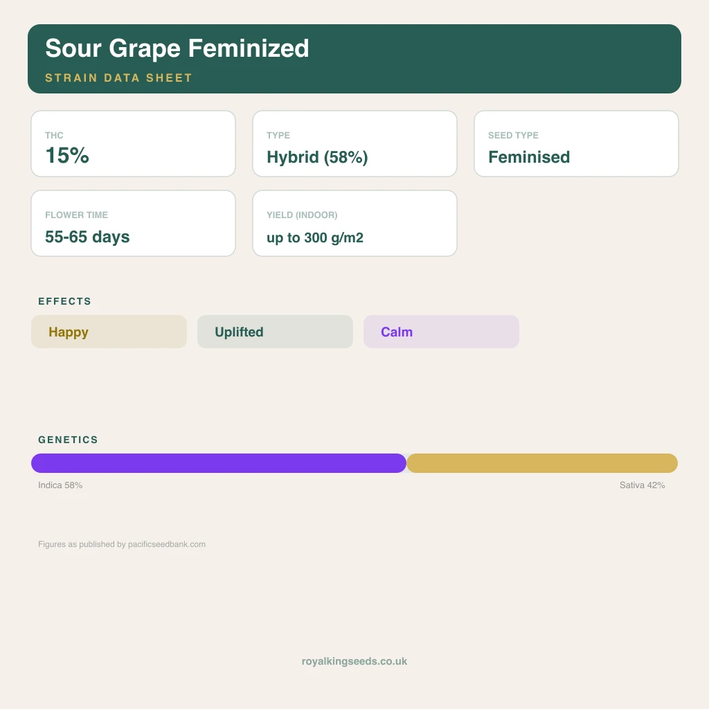 Sour Grape 58% indica / 42% sativa flower with visible trichomes