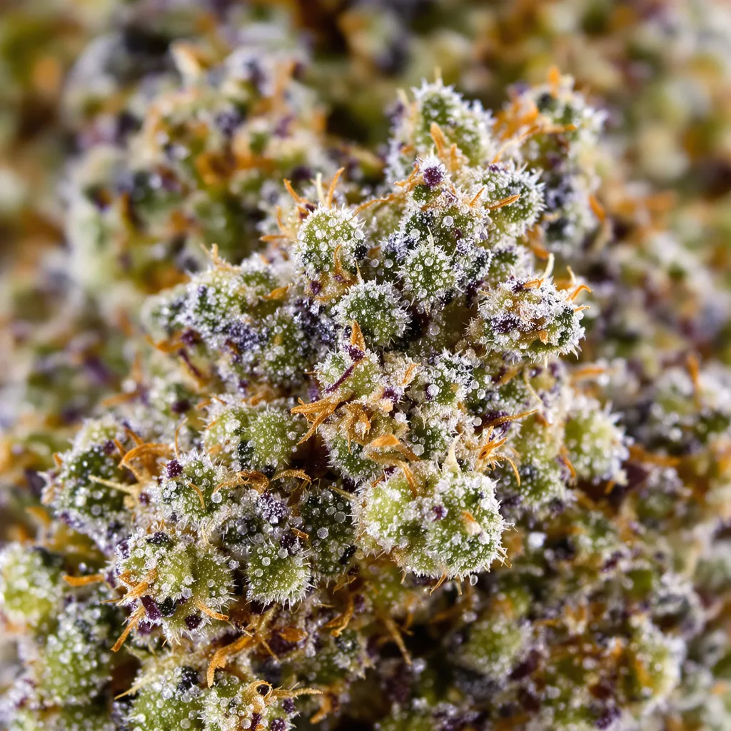 Sour Grape cannabis bud close-up showing balanced bud structure with frosted trichomes