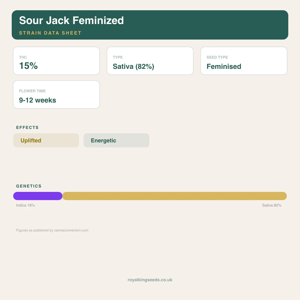 Sour Jack 18% indica / 82% sativa flower with visible trichomes
