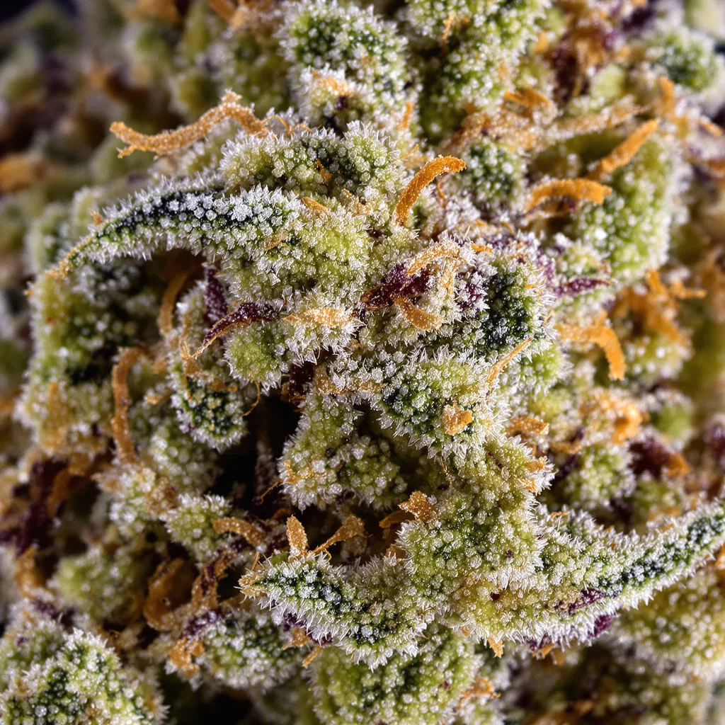 Sour OG cannabis bud close-up showing dense forest-green nugs
