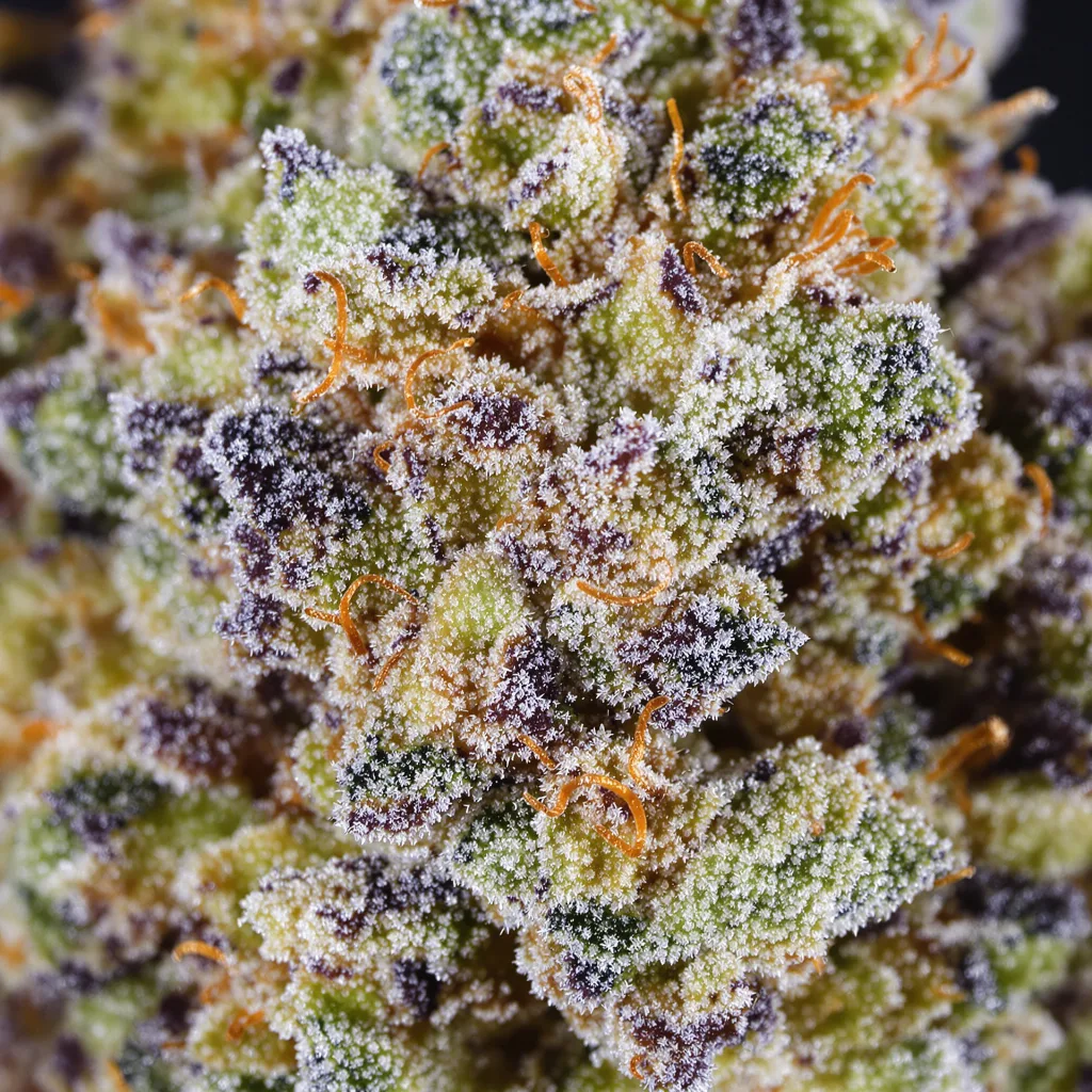 Space Candy cannabis bud close-up showing balanced bud structure with frosted trichomes