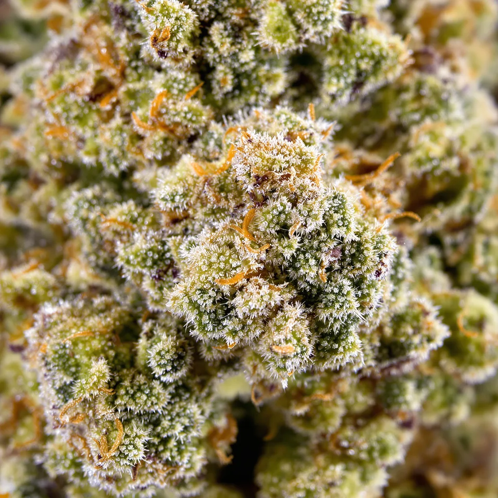 Space Queen cannabis bud close-up showing balanced bud structure with frosted trichomes