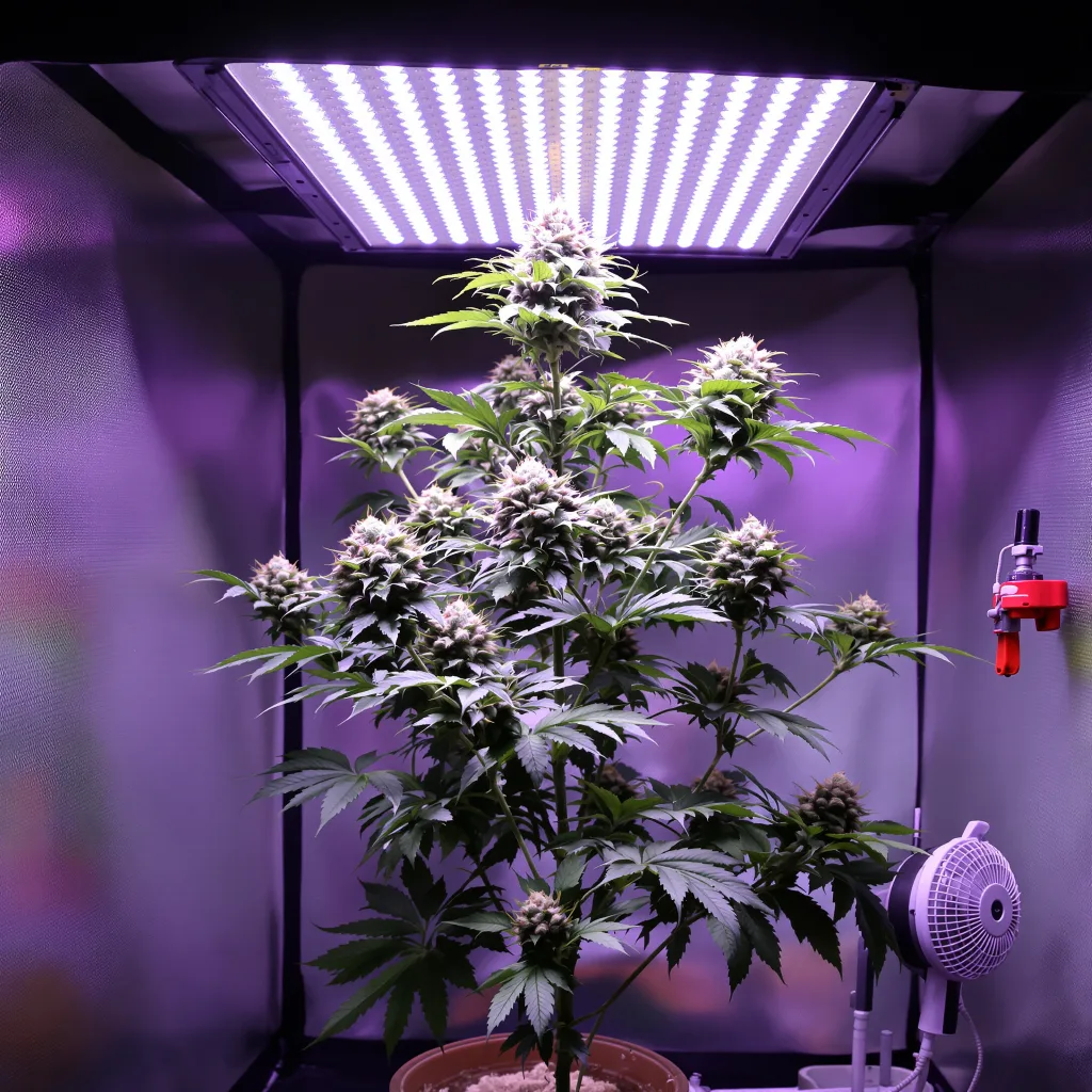 Special Queen 45% indica / 55% sativa flower with visible trichomes