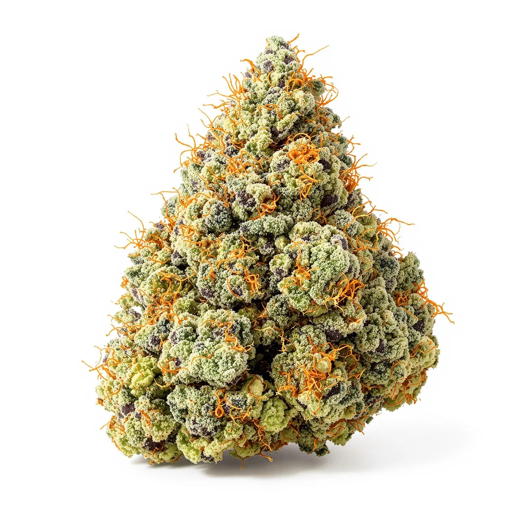 Special Queen cannabis plant in flowering stage — 120-180 cm feminised
