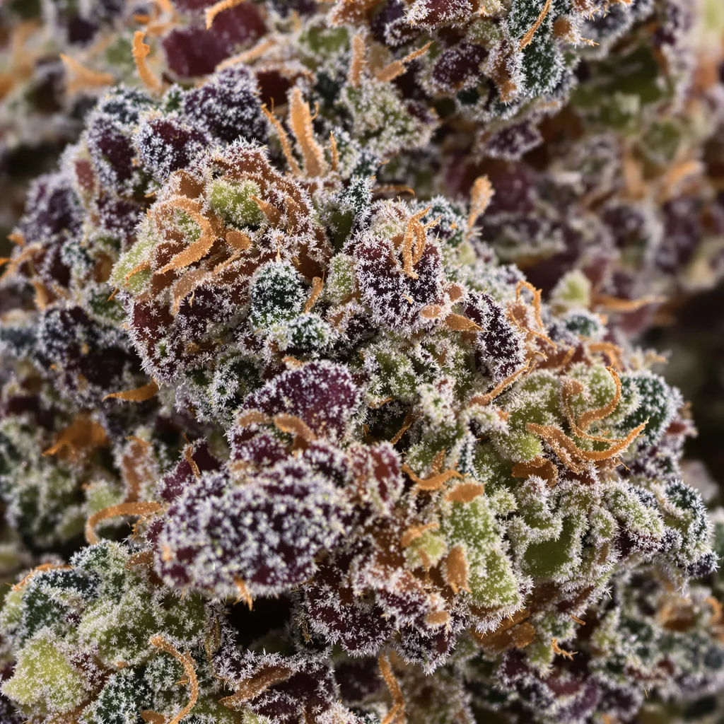 StarBud cannabis bud close-up showing dense purple-tinged calyxes