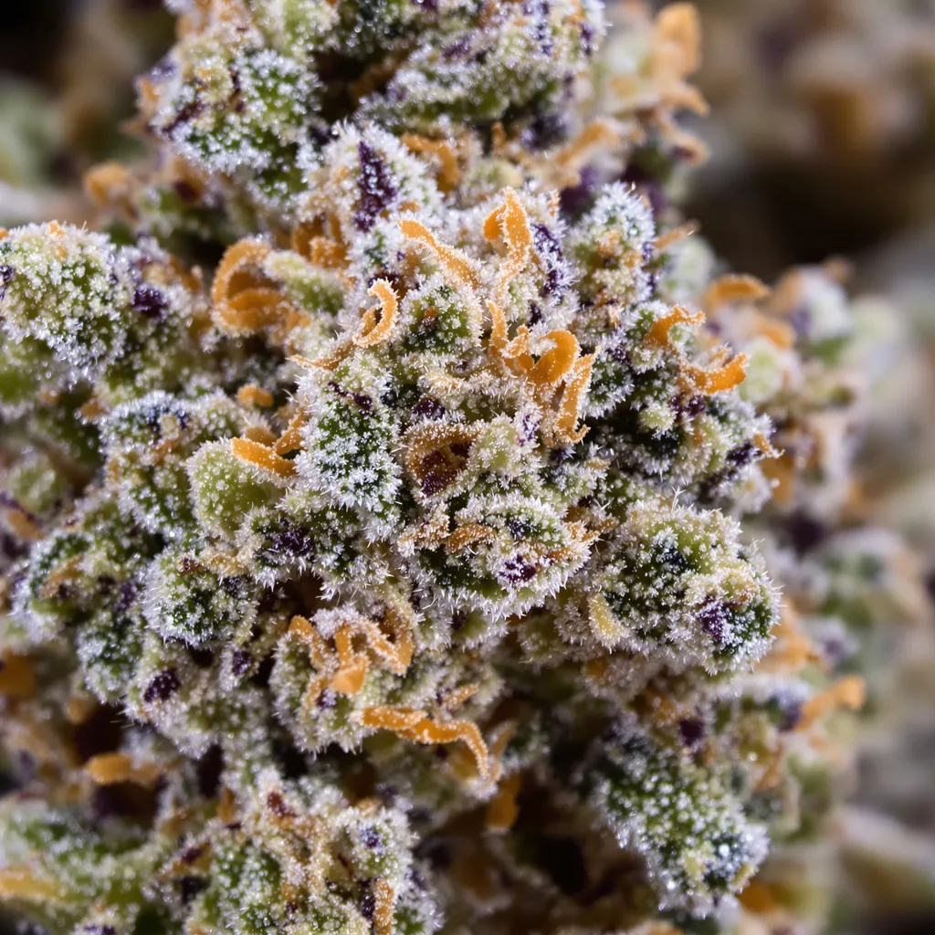 Sticky Dickie cannabis bud close-up showing dense forest-green nugs