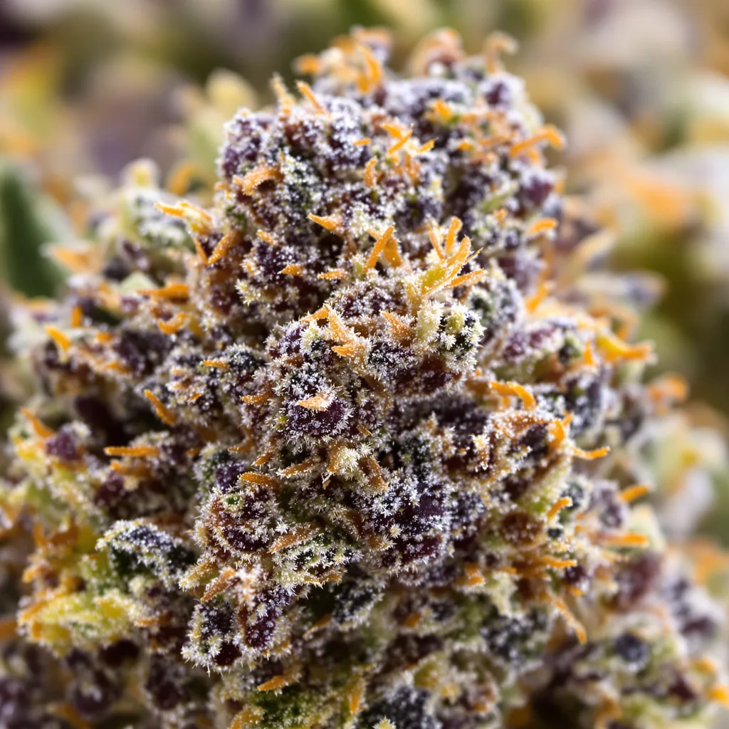 Strawberry Cheesecake cannabis bud close-up showing dense purple-tinged calyxes