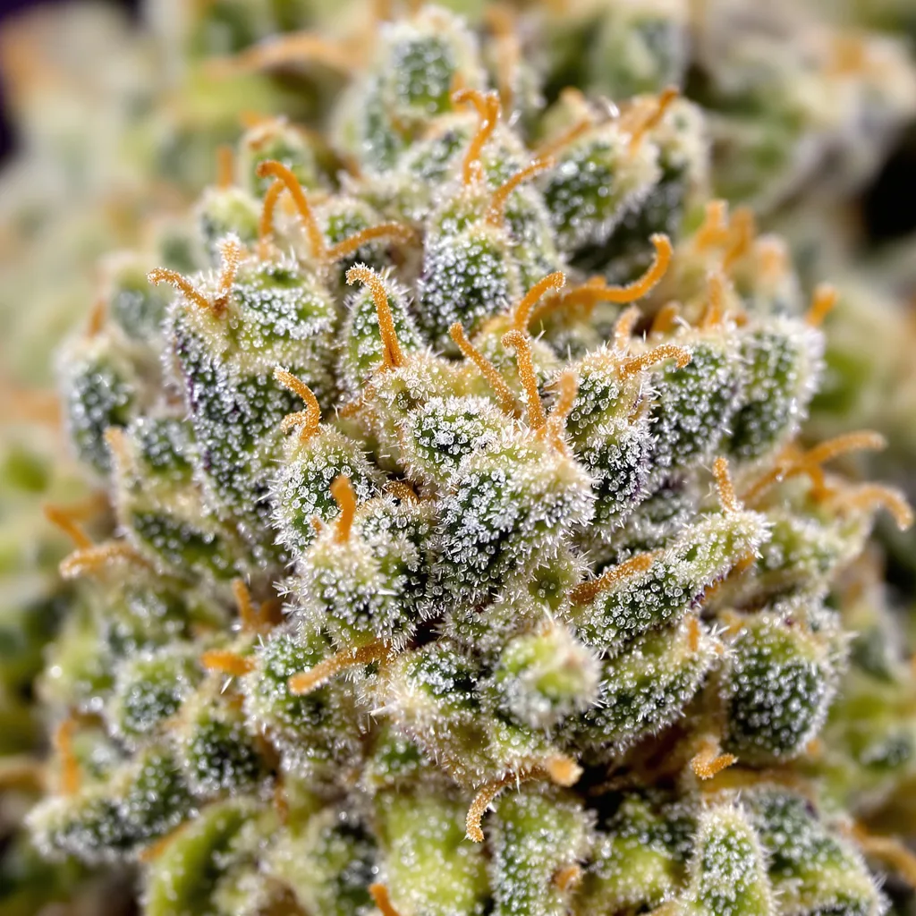 Strawberry Fields cannabis bud close-up showing dense forest-green nugs