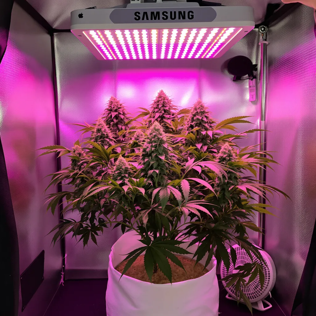 Strawberry Gorilla 70% indica / 30% sativa flower with visible trichomes