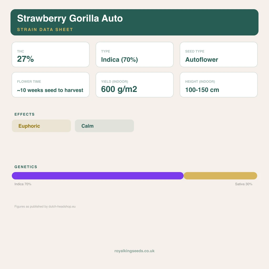Strawberry Gorilla 70% indica / 30% sativa flower with visible trichomes
