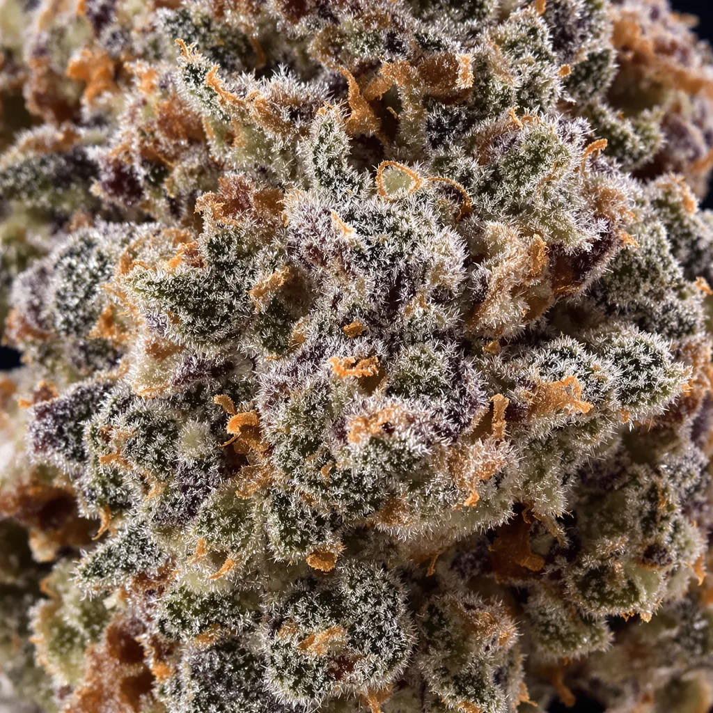 Strawberry Gorilla cannabis bud close-up showing dense purple-tinged calyxes
