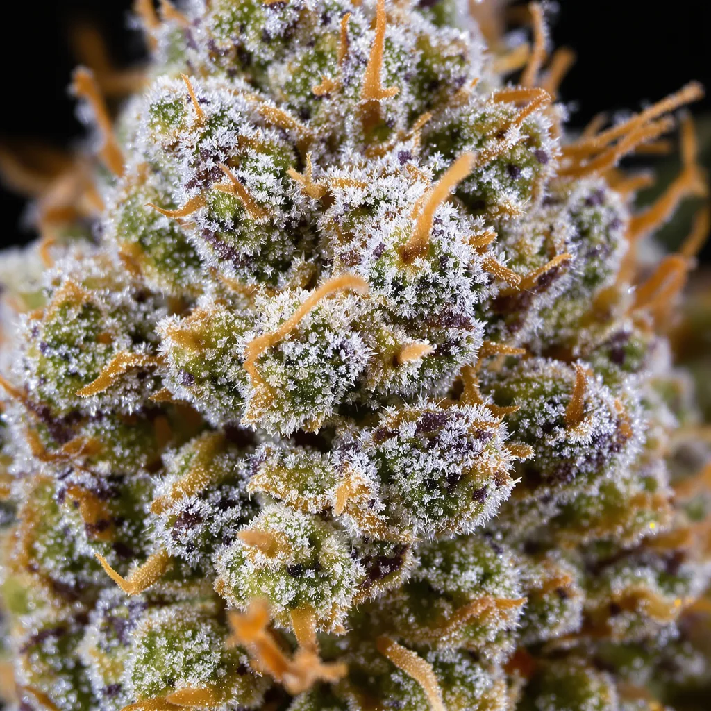 Strawberry Lemonade cannabis bud close-up showing open-bud structure with orange pistils