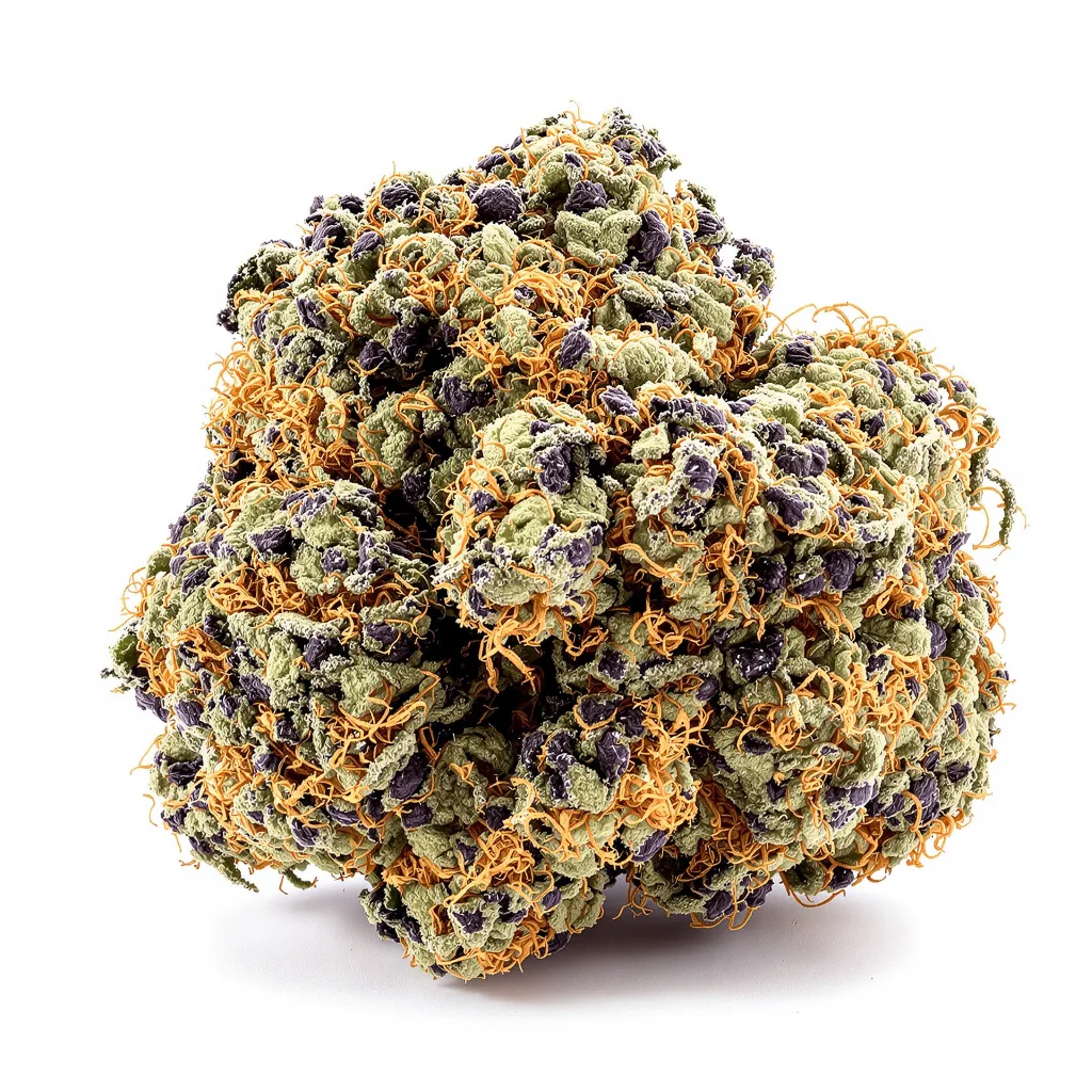 Sugar Black Rose cannabis plant in flowering stage — above 70 cm, normally up to 1 m or higher autoflower