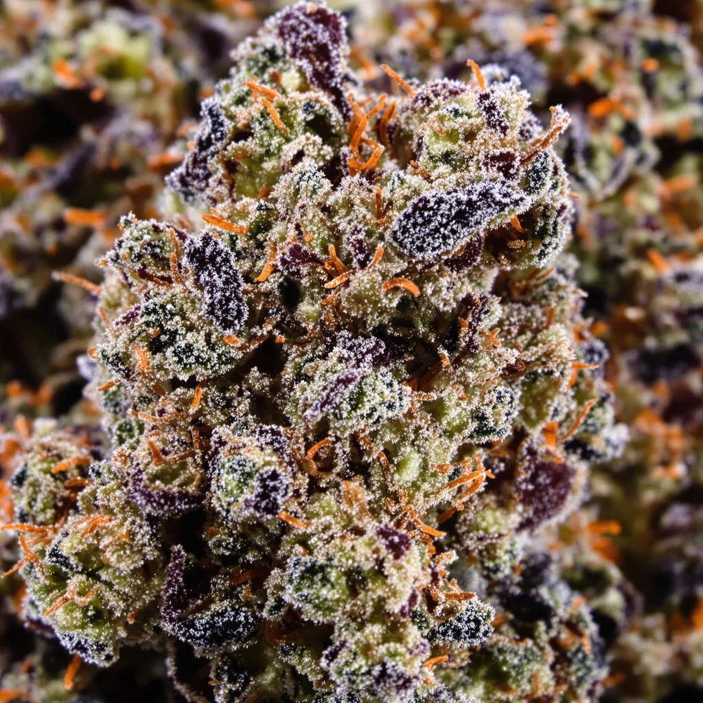 Sugar Kush cannabis bud close-up showing dense purple-tinged calyxes