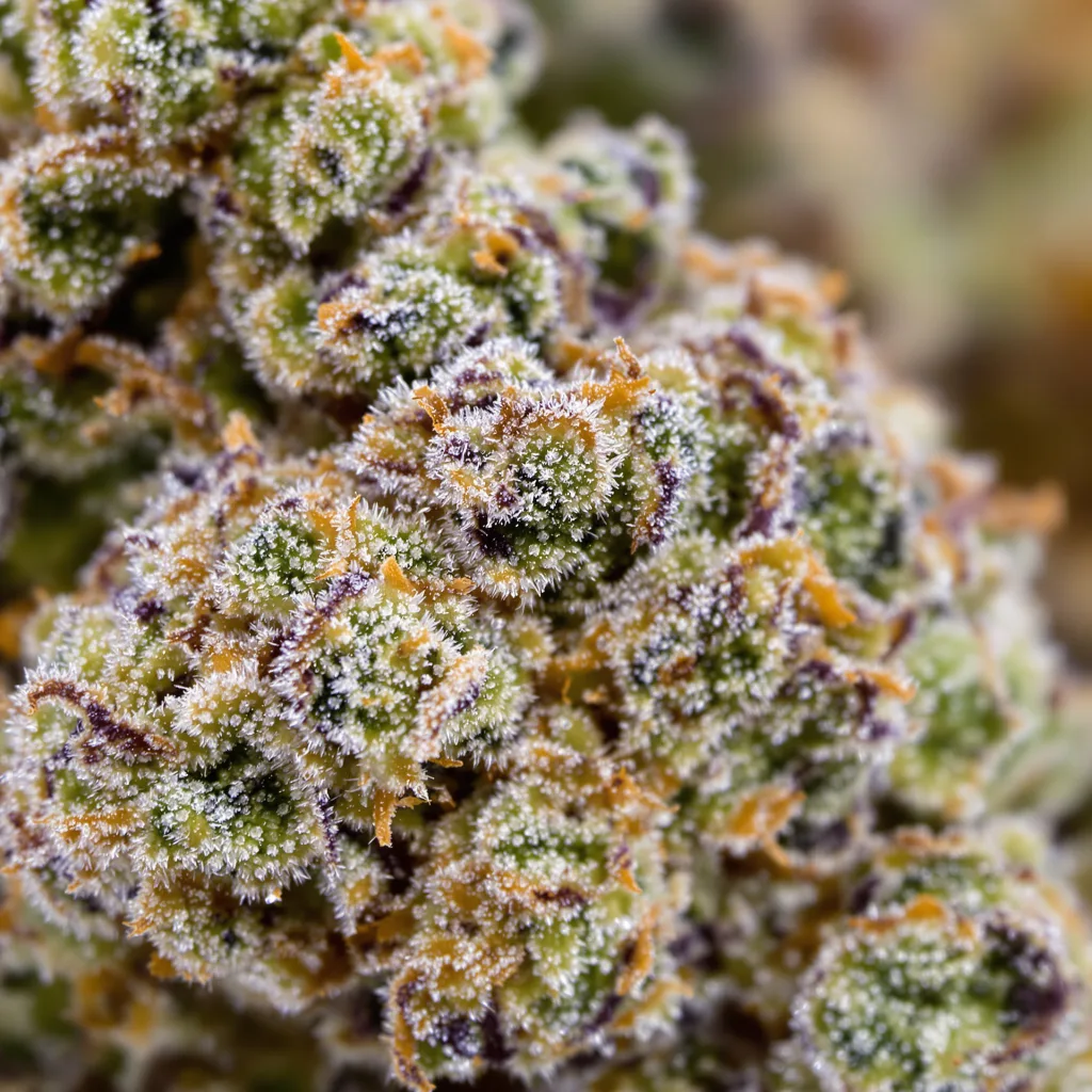 Sunrise cannabis bud close-up showing open-bud structure with orange pistils