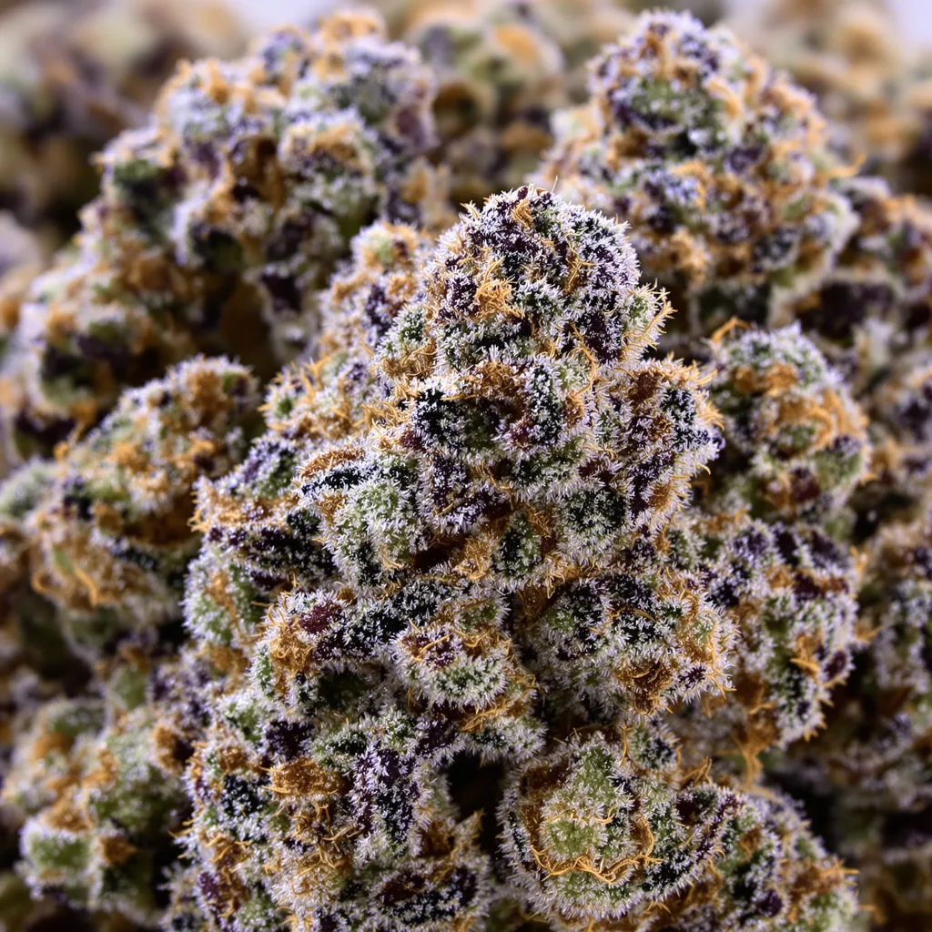 Super Bud cannabis bud close-up showing dense purple-tinged calyxes