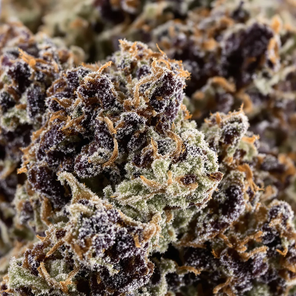 Super Cheese cannabis bud close-up showing dense purple-tinged calyxes