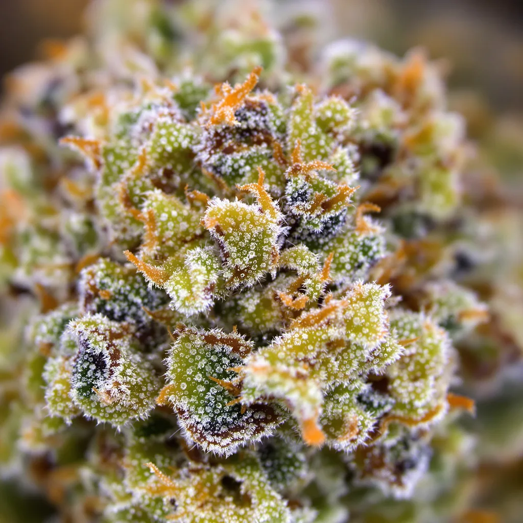 Super Jack cannabis bud close-up showing dense forest-green nugs