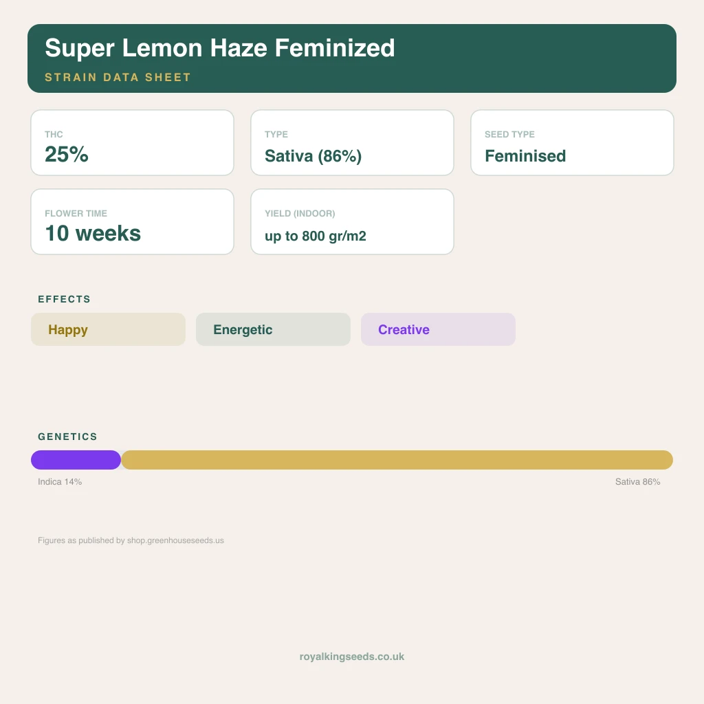 Super Lemon Haze 14% indica / 86% sativa flower with visible trichomes