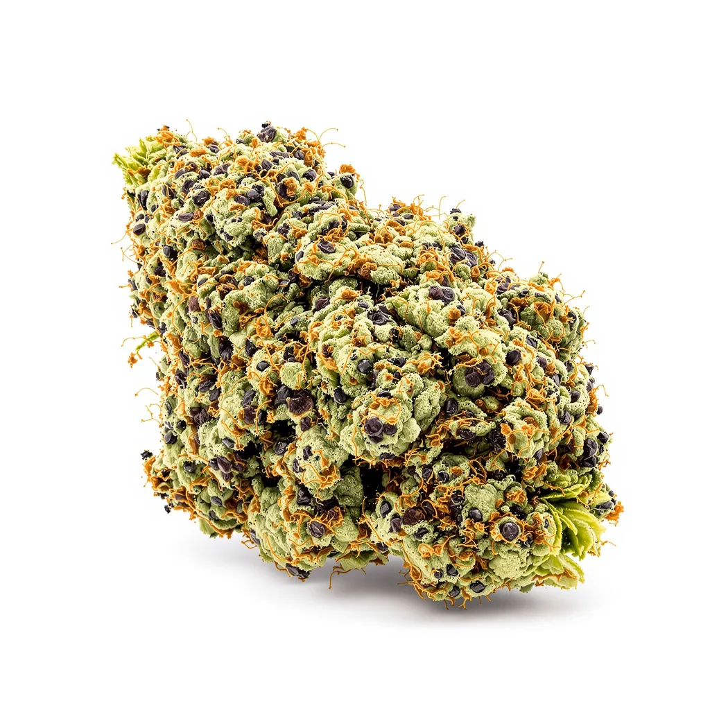 Supergirl cannabis plant in flowering stage — 90-130 cm feminised