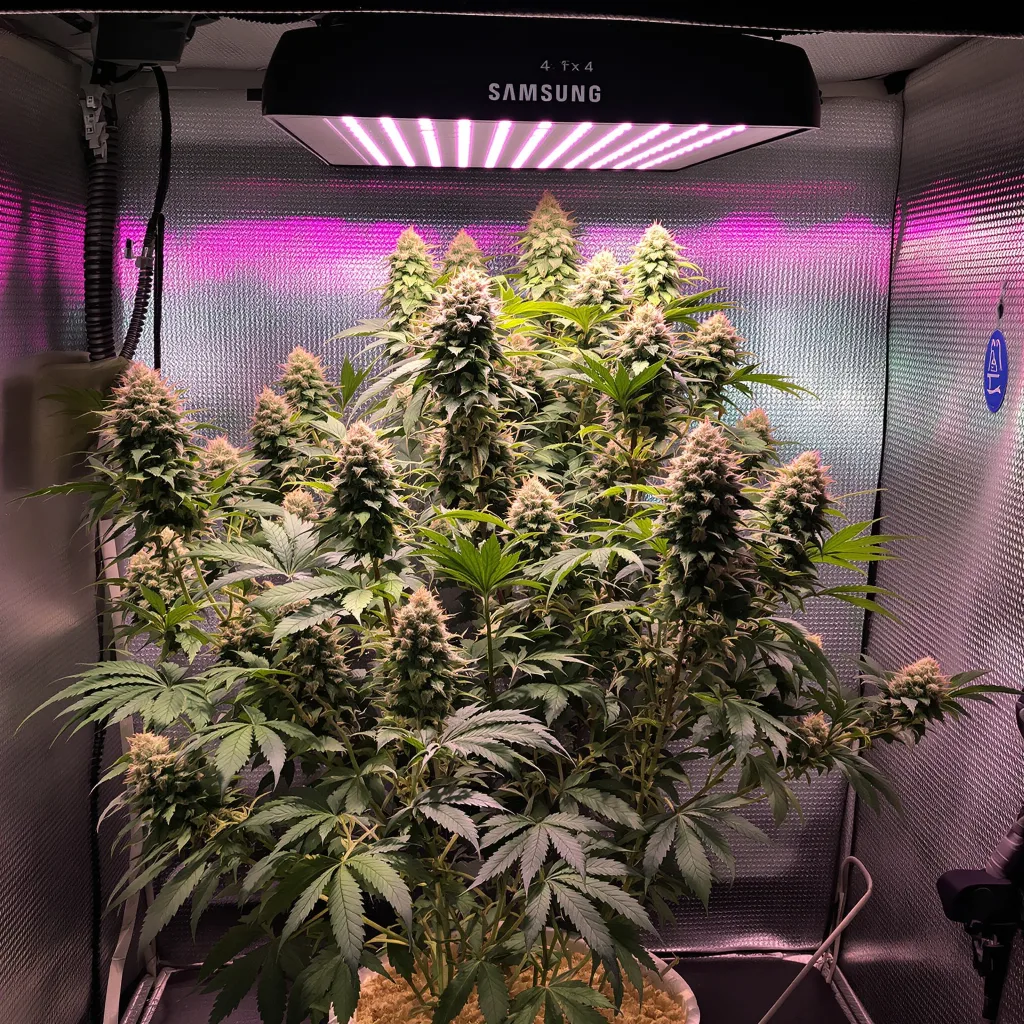 Superglue 52% indica / 48% sativa flower with visible trichomes