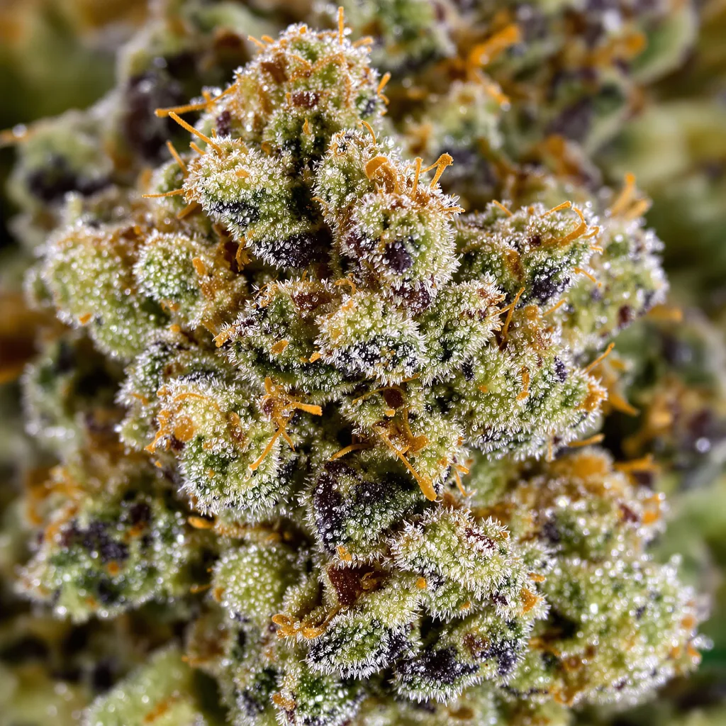 Superglue cannabis bud close-up showing balanced bud structure with frosted trichomes