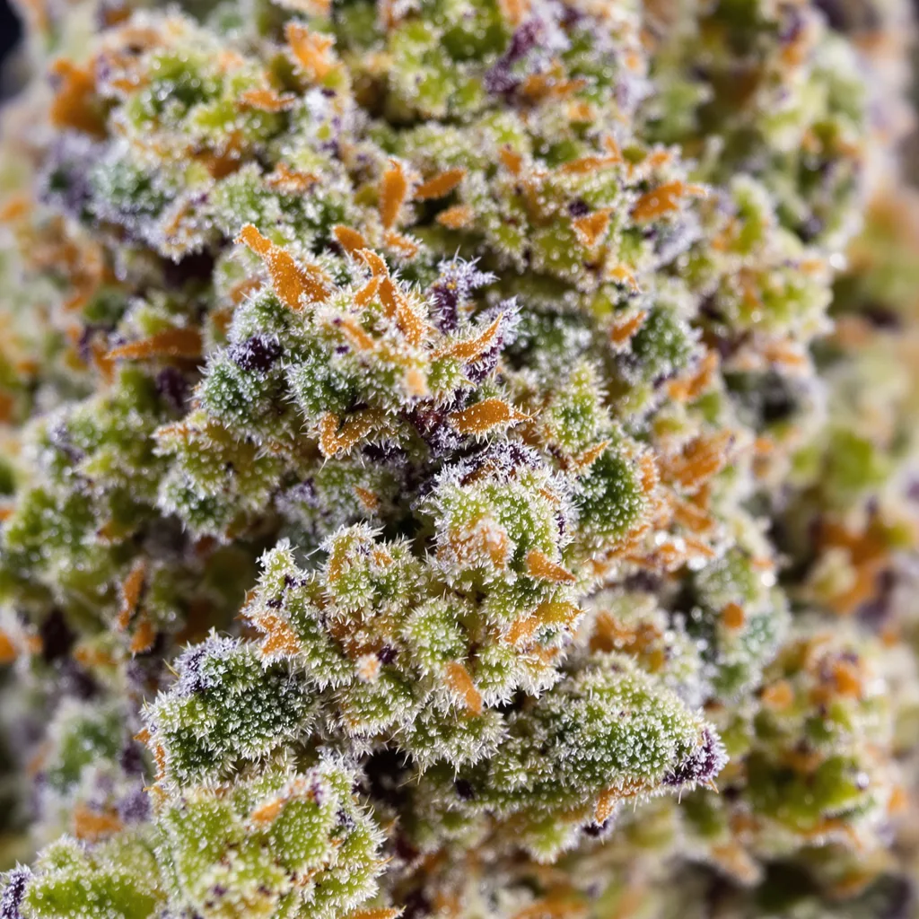 Superglue cannabis bud close-up showing balanced bud structure with frosted trichomes