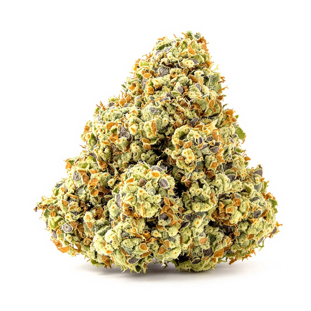 Suzy Q CBD cannabis plant in flowering stage — 120-180 cm feminised