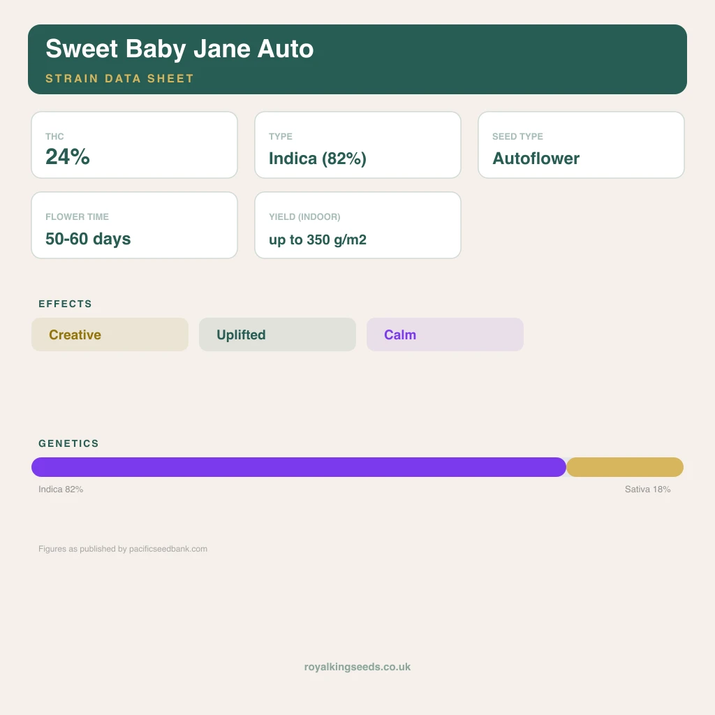 Sweet Baby Jane 82% indica / 18% sativa flower with visible trichomes