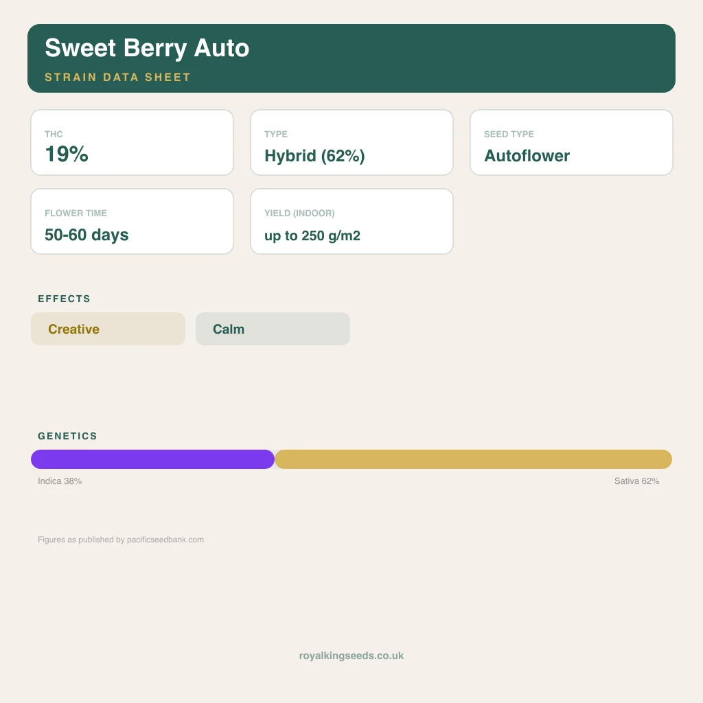 Sweet Berry 38% indica / 62% sativa flower with visible trichomes