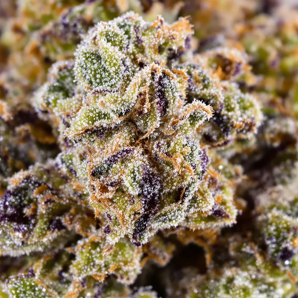 Sweet Berry cannabis bud close-up showing open-bud structure with orange pistils