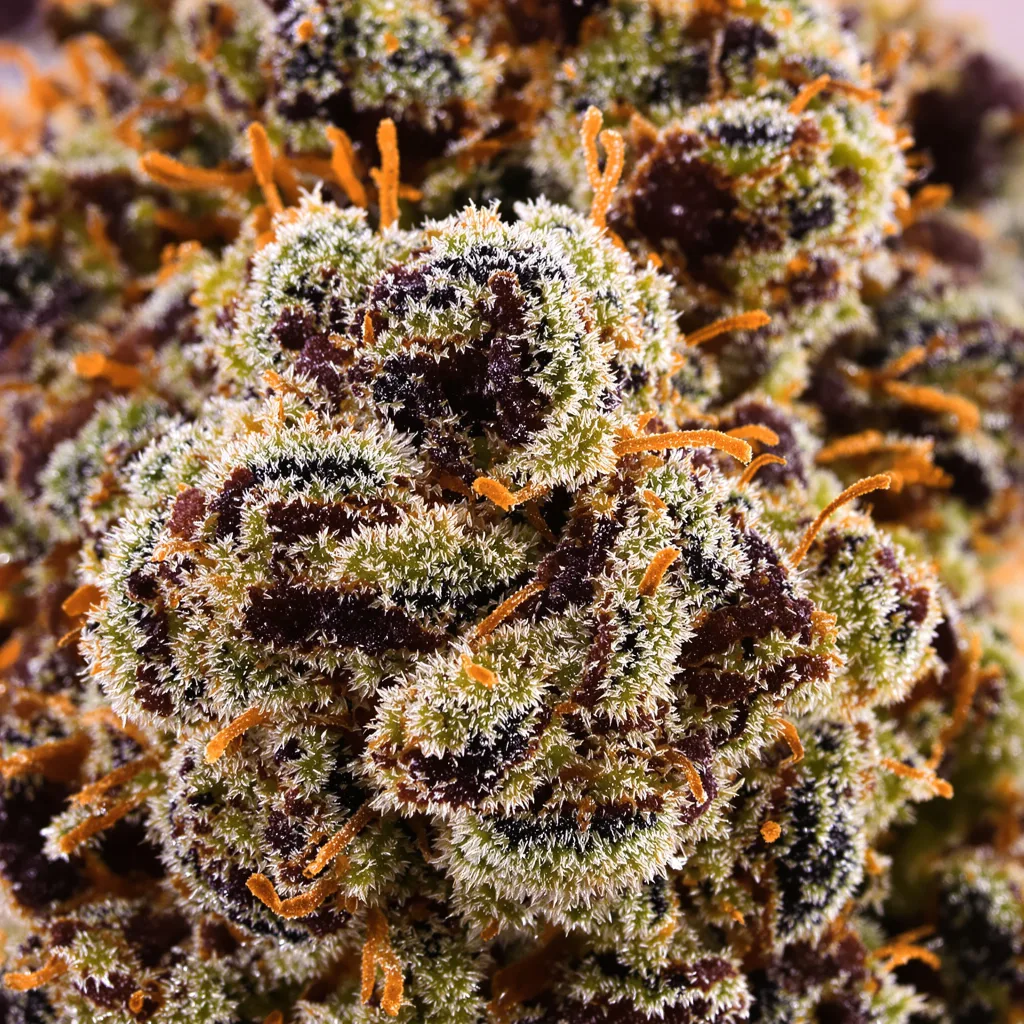 Sweet Deep Grapefruit cannabis bud close-up showing dense purple-tinged calyxes
