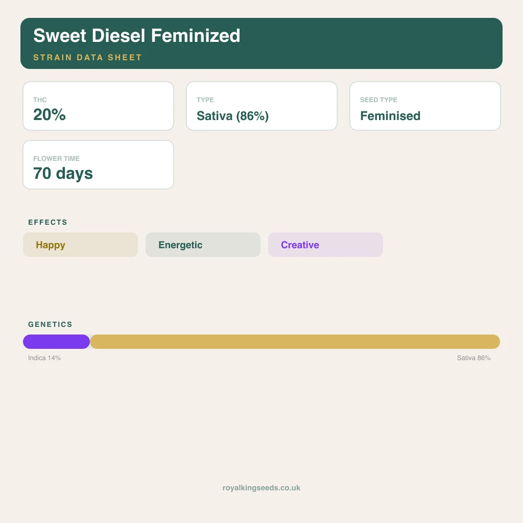 Sweet Diesel 14% indica / 86% sativa flower with visible trichomes