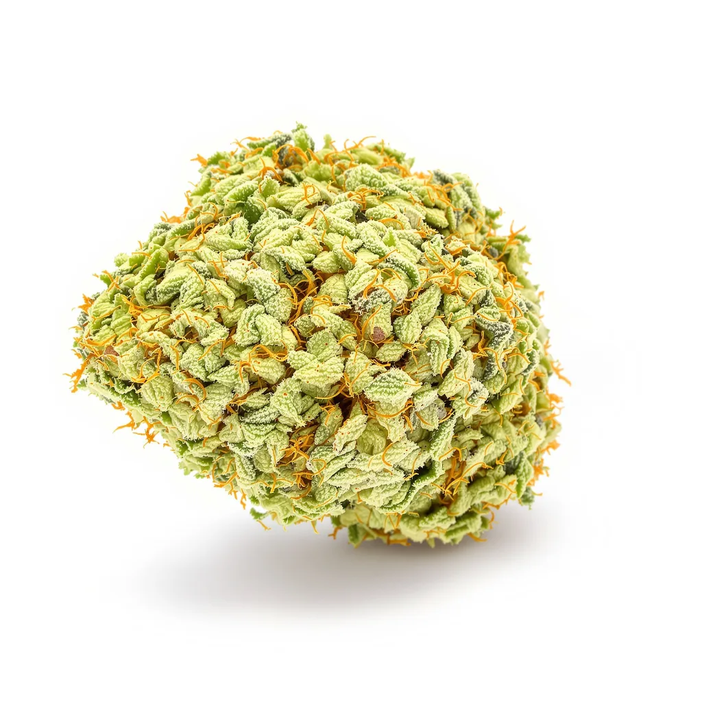 Sweet Island cannabis plant in flowering stage — 120 cm feminised