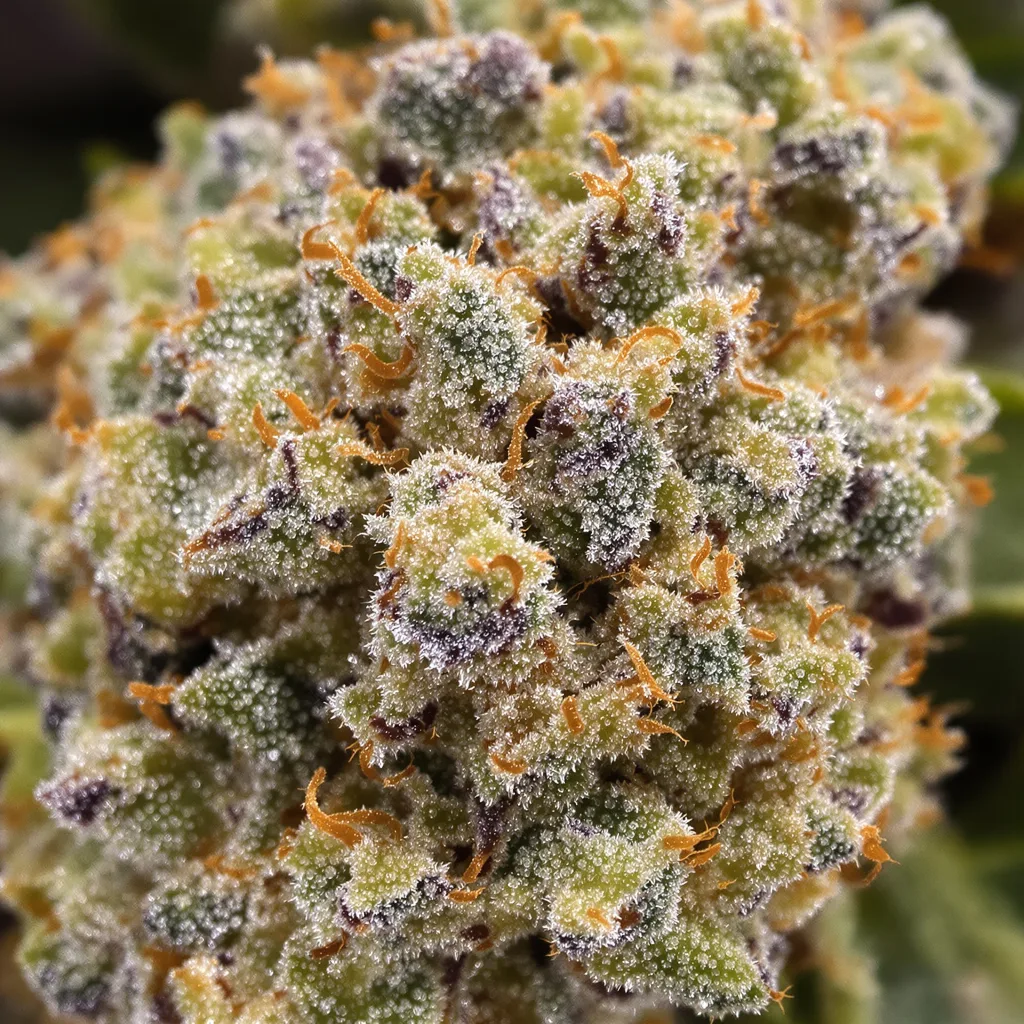 Sweet Tooth cannabis bud close-up showing open-bud structure with orange pistils