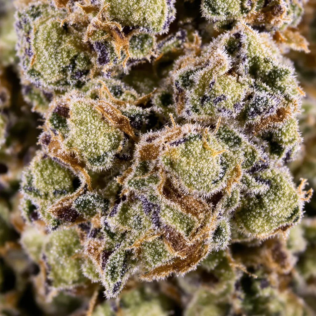Sweet Tooth cannabis bud close-up showing open-bud structure with orange pistils