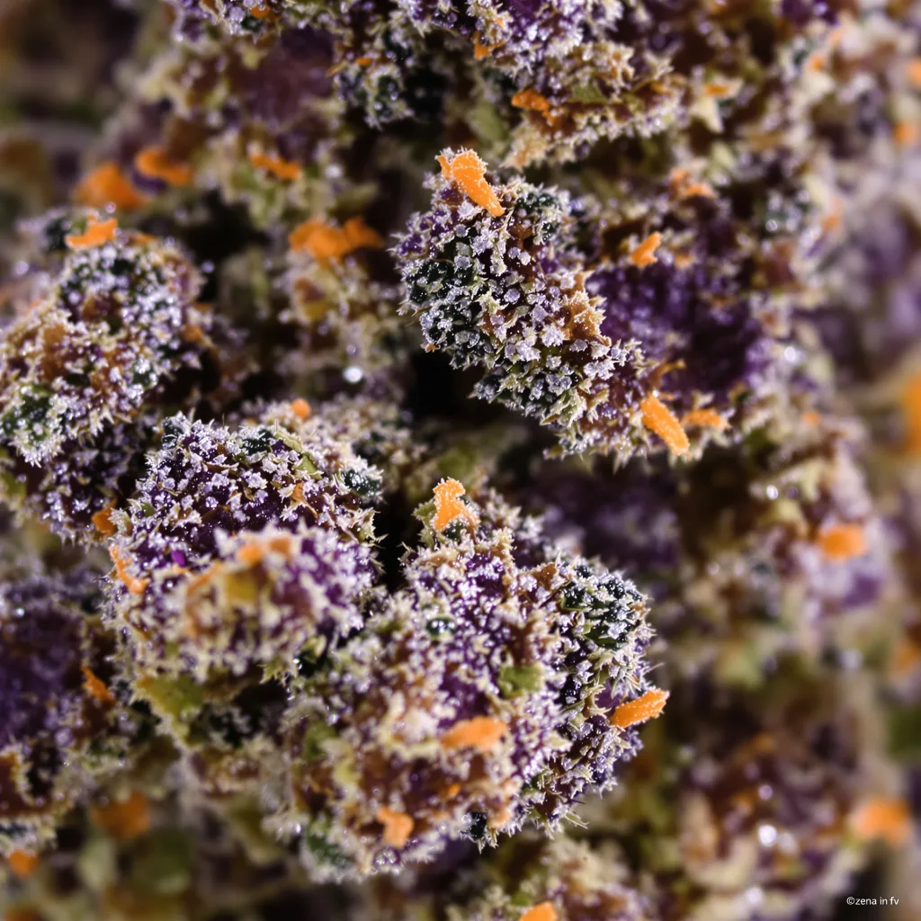 Sweet ZZ cannabis bud close-up showing dense purple-tinged calyxes
