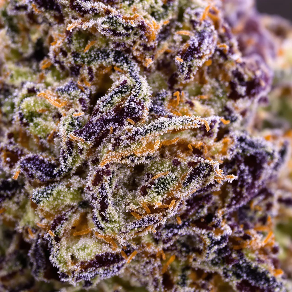 Sweet ZZ cannabis bud close-up showing dense purple-tinged calyxes