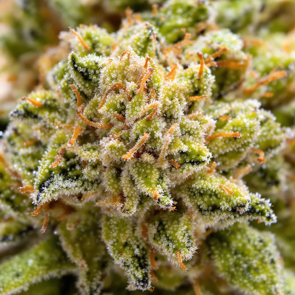 Tangie cannabis bud close-up showing lime-green airy structure