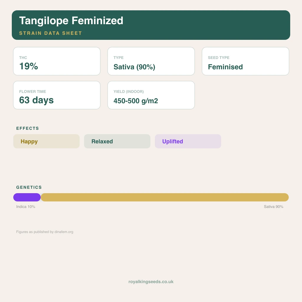 Tangilope 10% indica / 90% sativa flower with visible trichomes