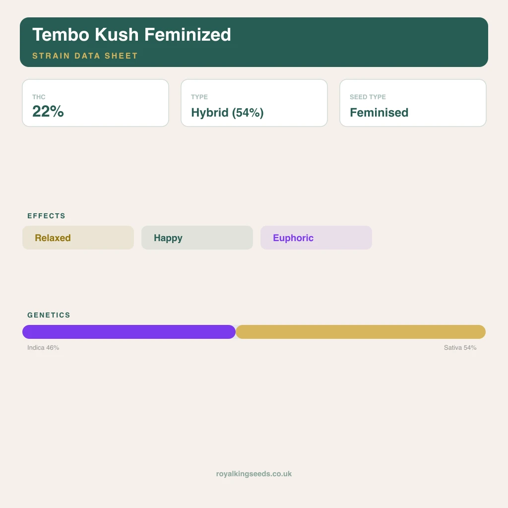 Tembo Kush 46% indica / 54% sativa flower with visible trichomes