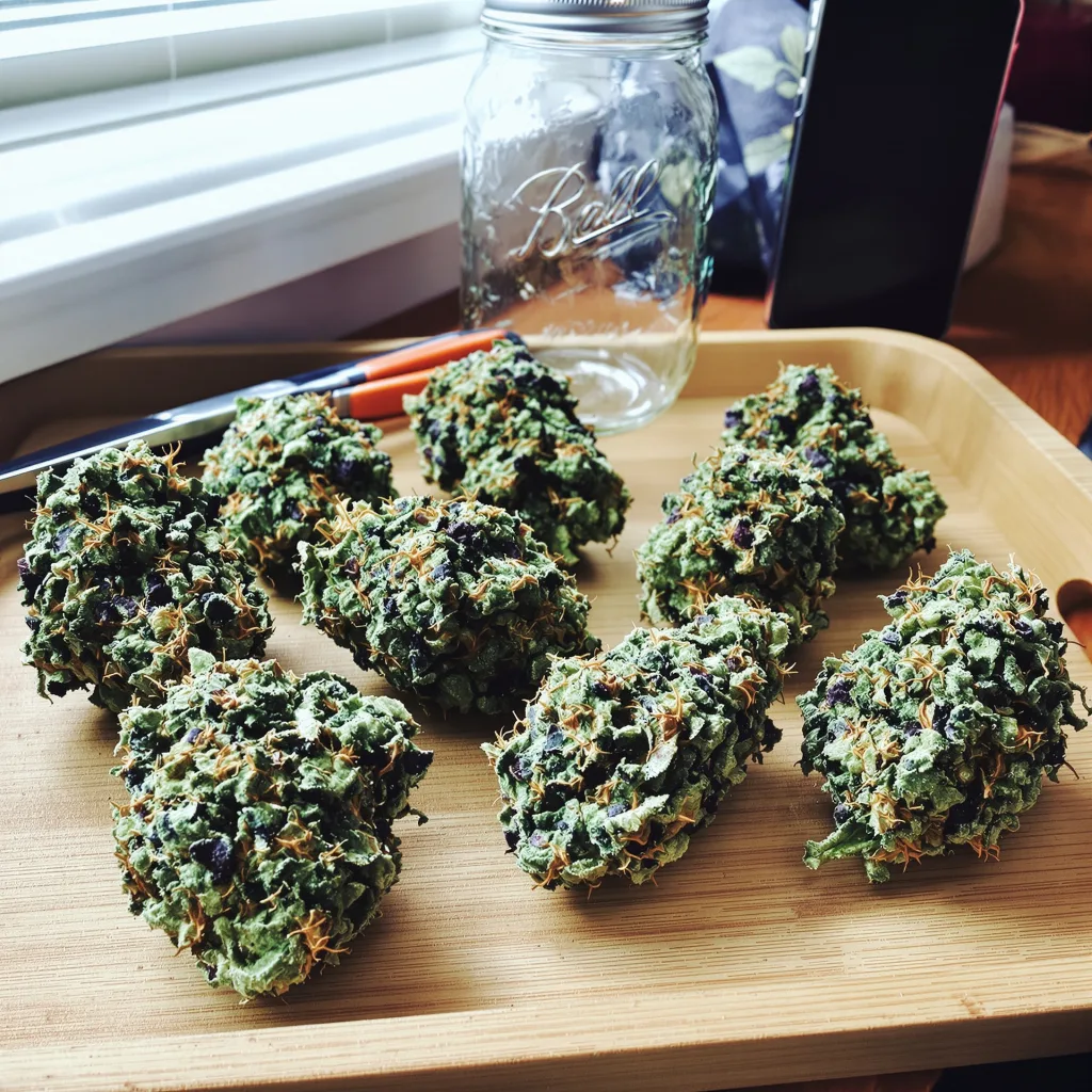 THC Bomb 60% indica / 40% sativa flower with visible trichomes
