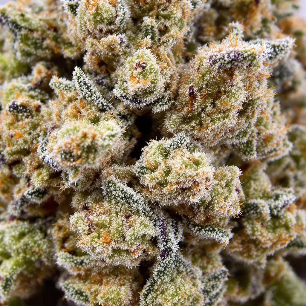 THC Bomb cannabis bud close-up showing dense forest-green nugs