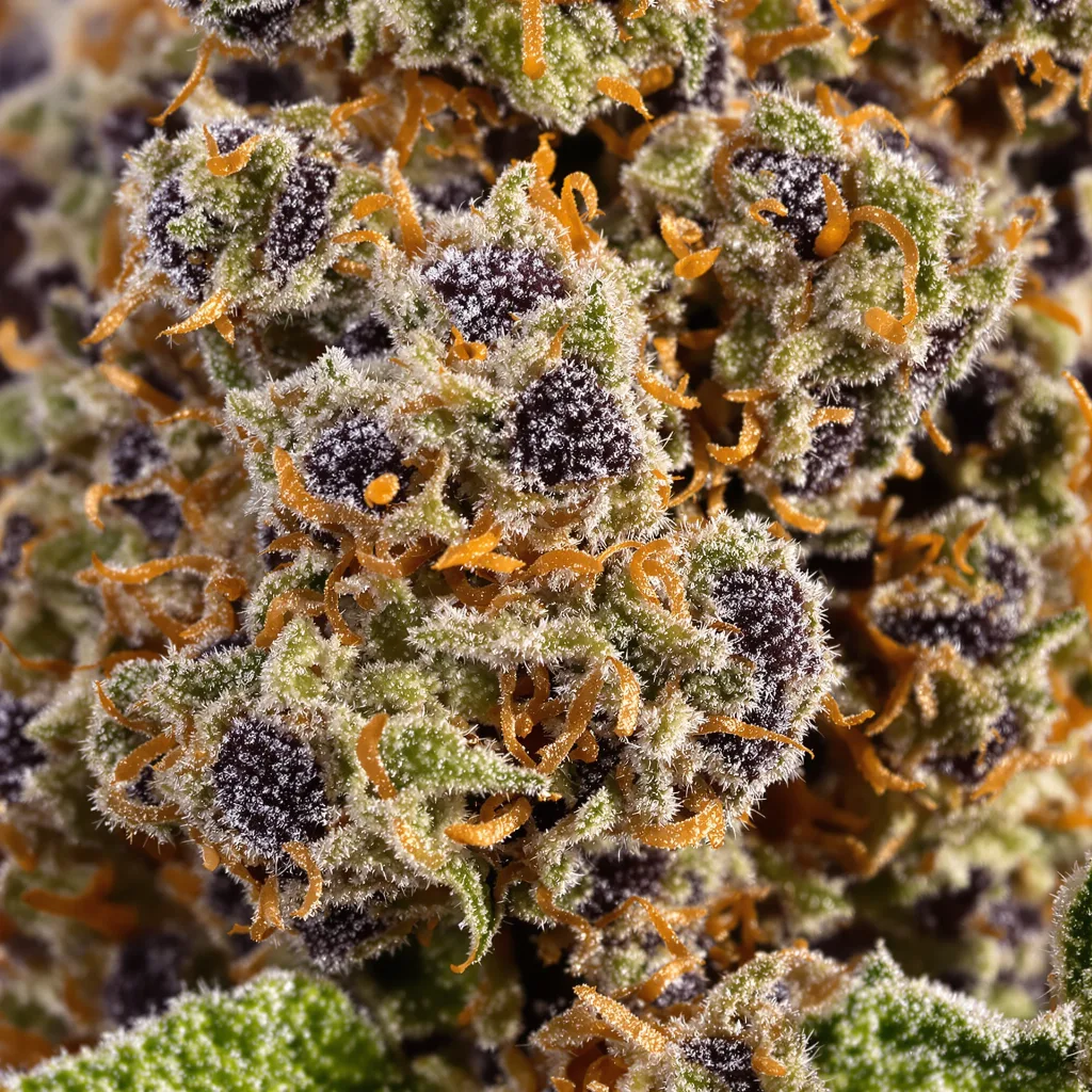 The Big Stink cannabis bud close-up showing dense purple-tinged calyxes