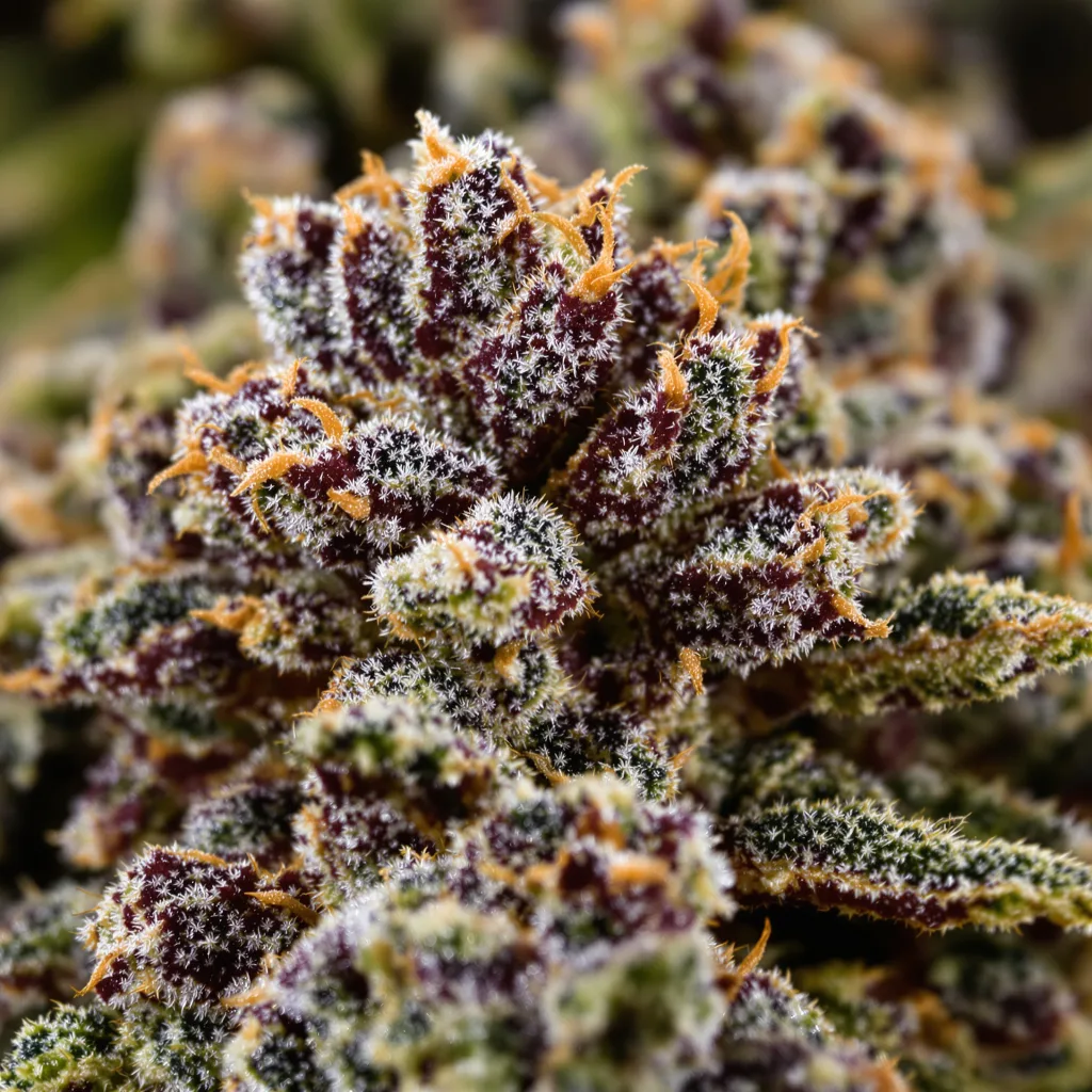 The OX cannabis bud close-up showing dense purple-tinged calyxes