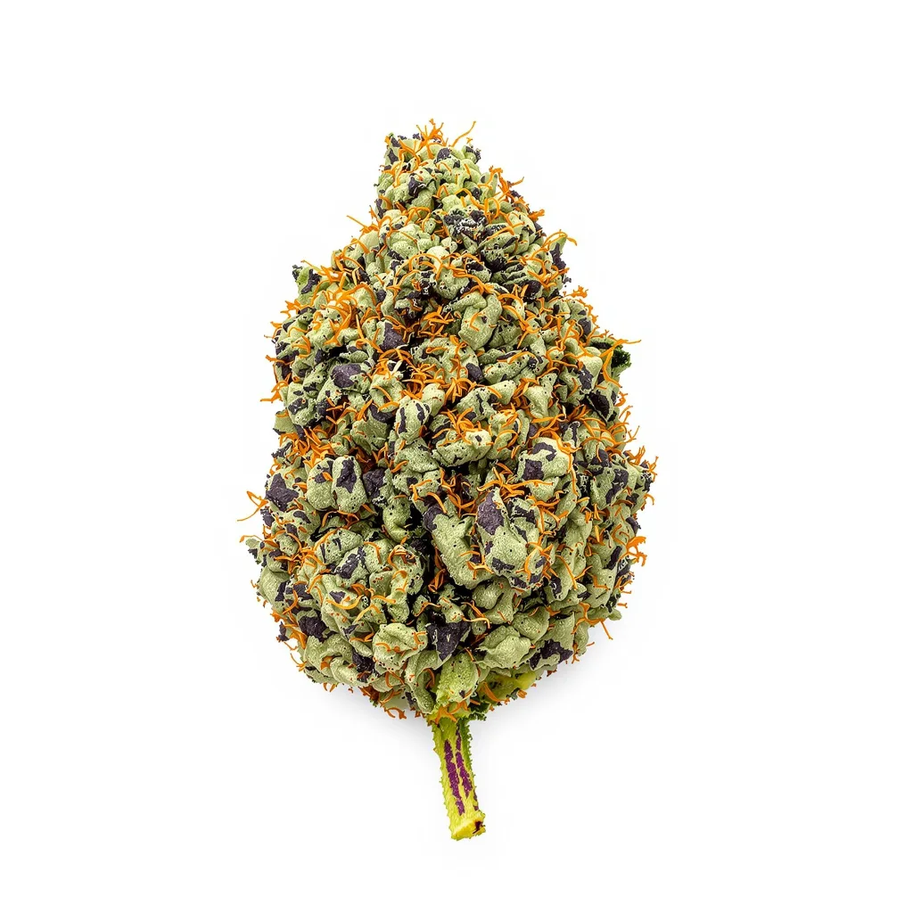 The OX cannabis plant in flowering stage — 60-100 cm autoflower