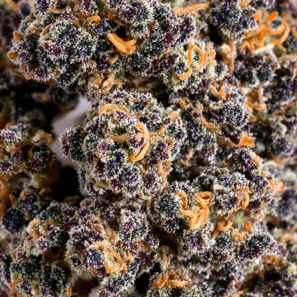 The Sister cannabis bud close-up showing dense purple-tinged calyxes