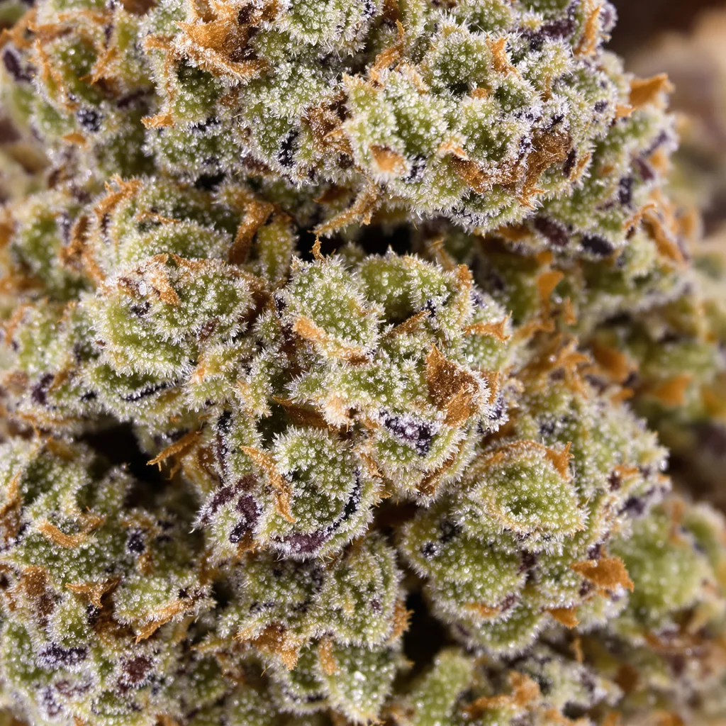 The Truth cannabis bud close-up showing open-bud structure with orange pistils