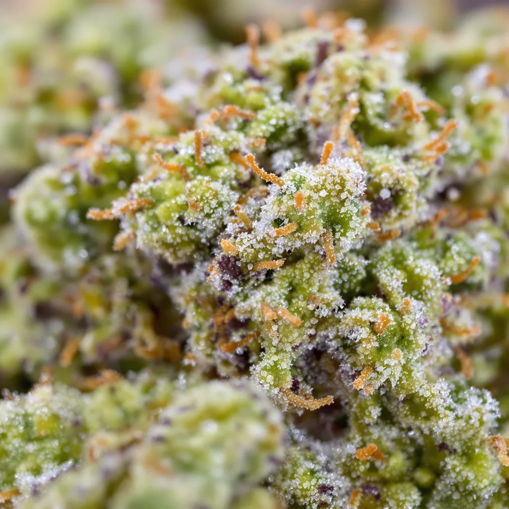 Tiger Woods cannabis bud close-up showing balanced bud structure with frosted trichomes